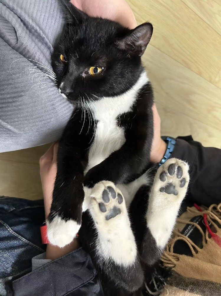 猫猫3号