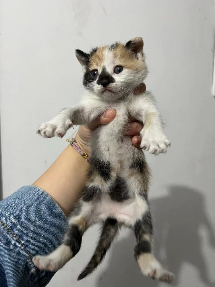 猫猫5号