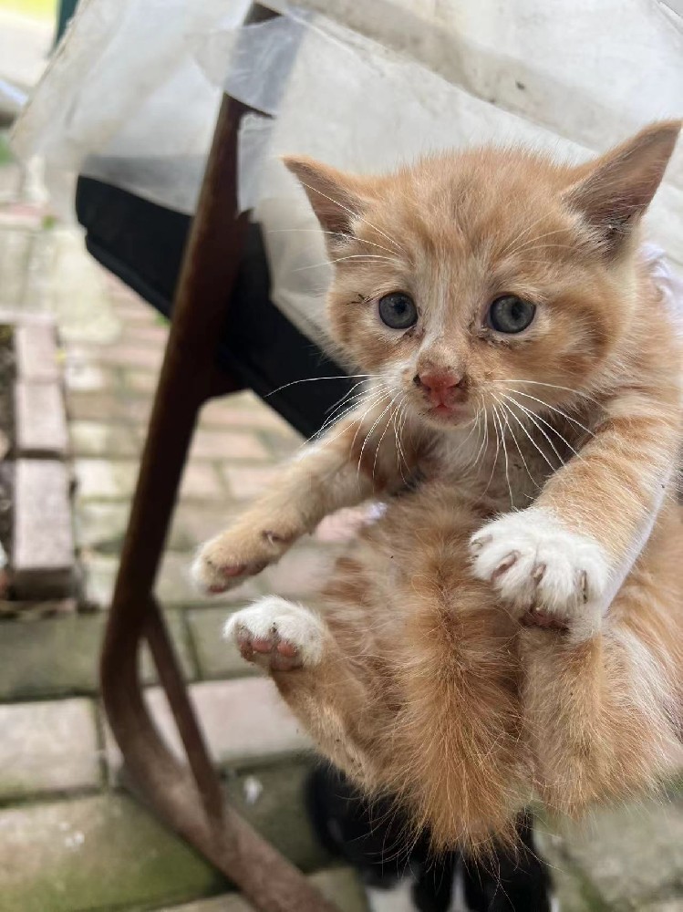 猫猫8号